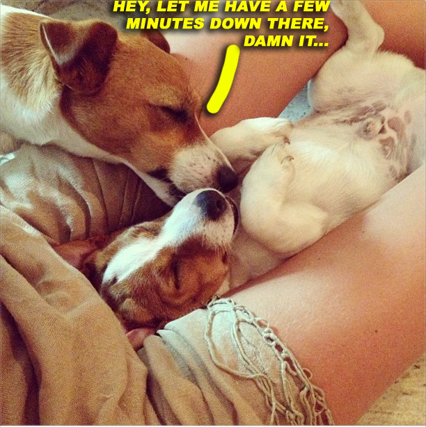 Candice Swanepoel & her dogs between her legs