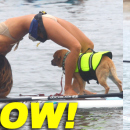 Leilani Dowding Takes Her Dog Paddle Boarding In Malibu