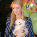 Paris Hilton Has a Stalker Try and Sniff Her Hair!