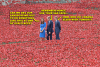 Princess Kate, Prince William & Prince Harry (Phew!) Honor Victims of the First World War
